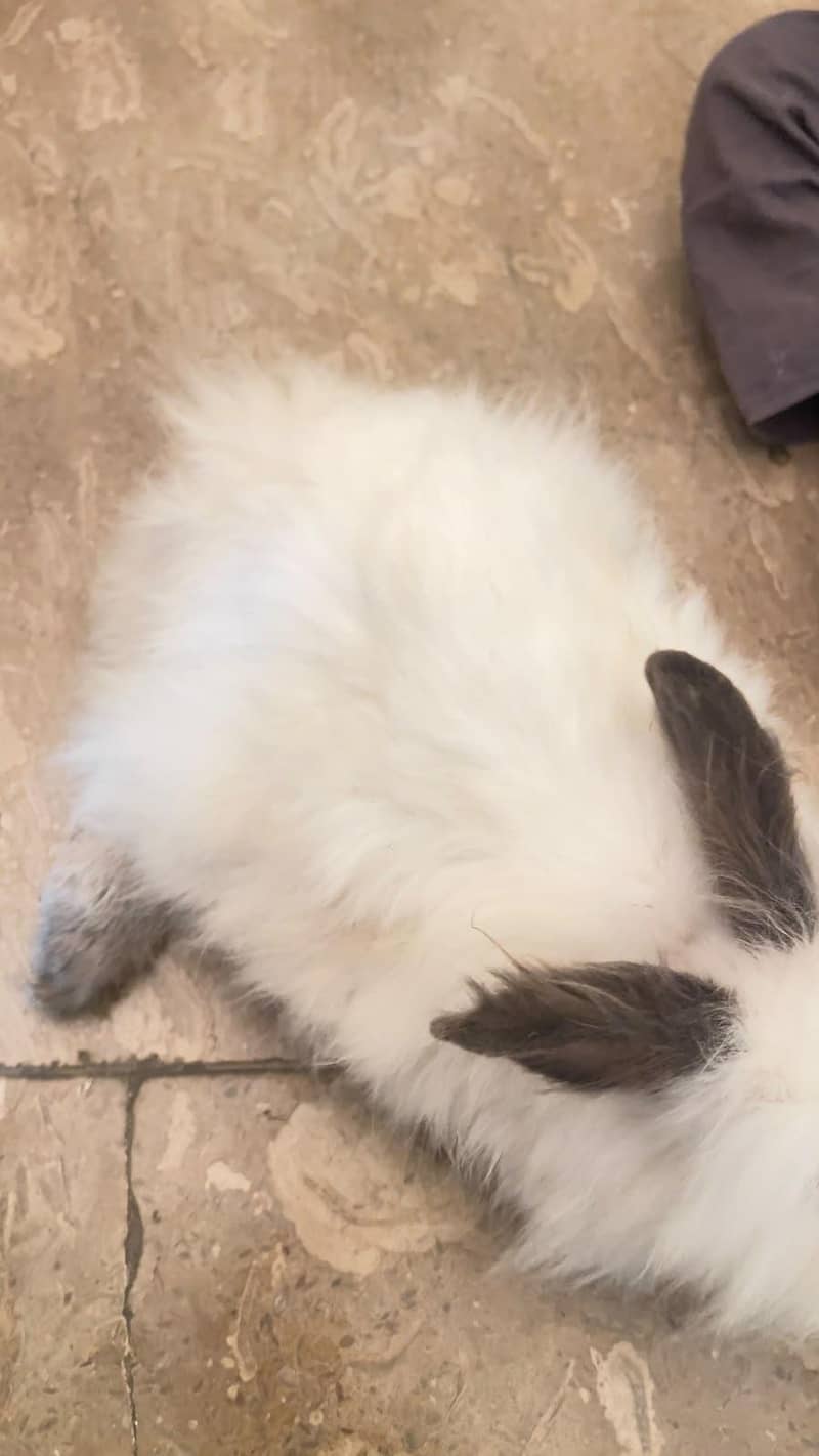 angora breed 3