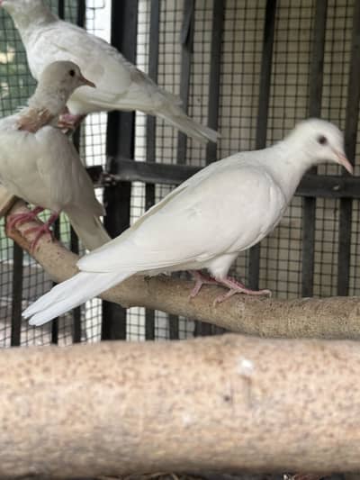 White red eyes Dove. Khumray