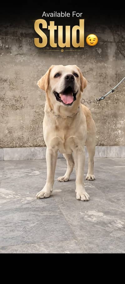 British Labrador Quality Cross k liye