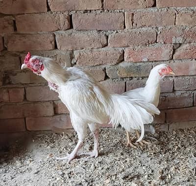 high quality Heera aseel pair03040971498