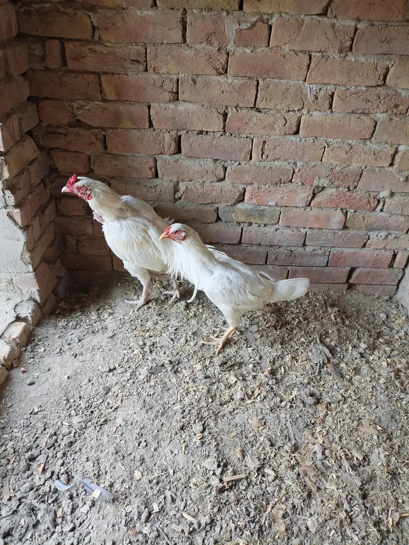high quality Heera aseel pair03040971498 — photo 2