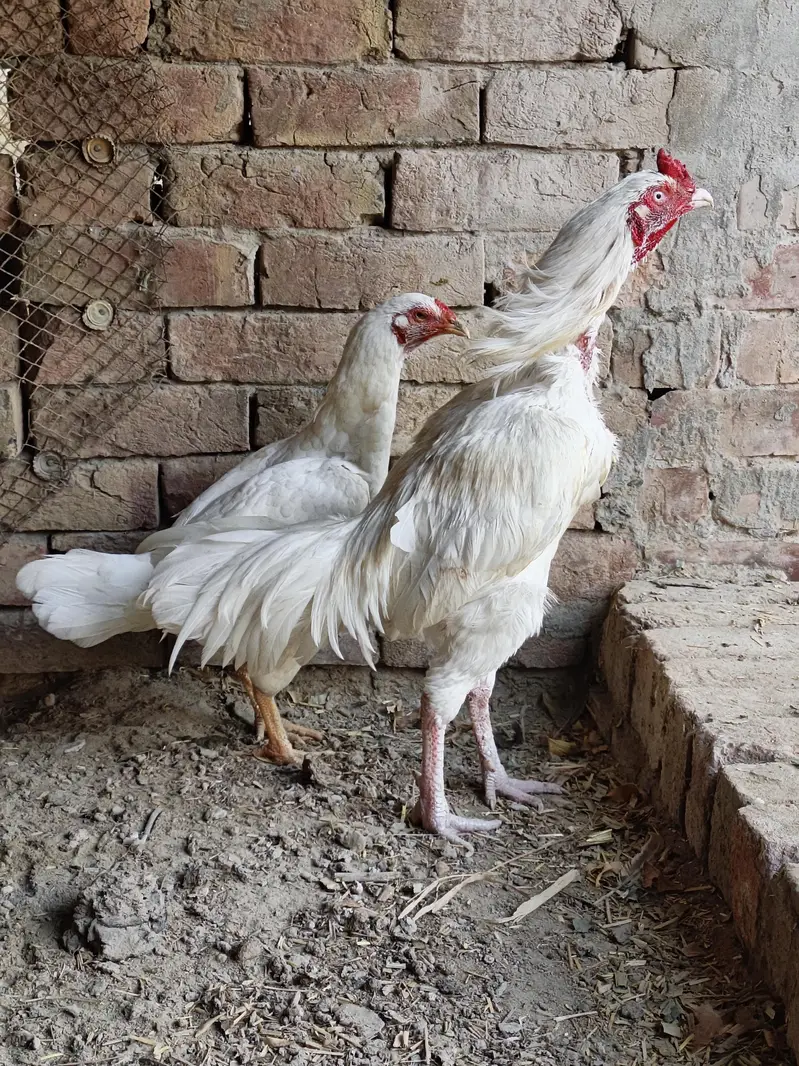 high quality Heera aseel pair03040971498 — photo 3
