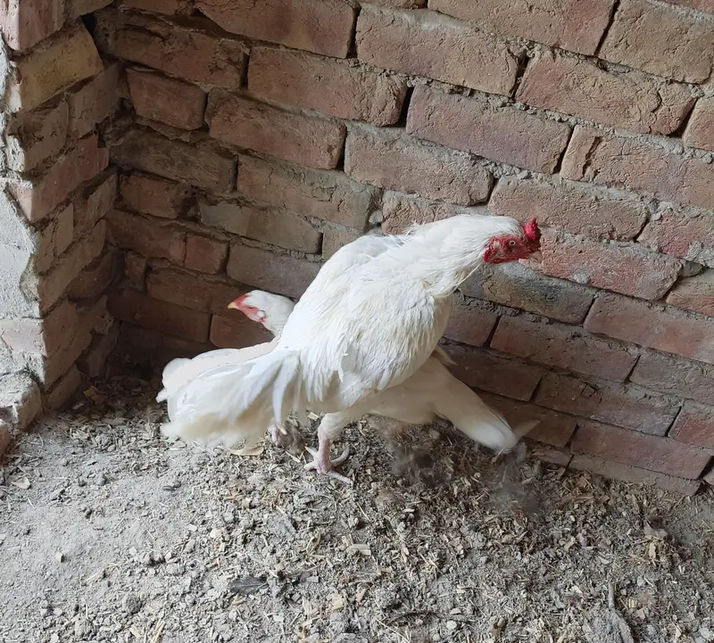 high quality Heera aseel pair03040971498 — photo 5