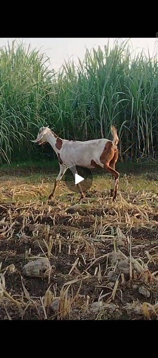 بکریاں 5 گبھن اور 1 بکرہ راجن پوری 5