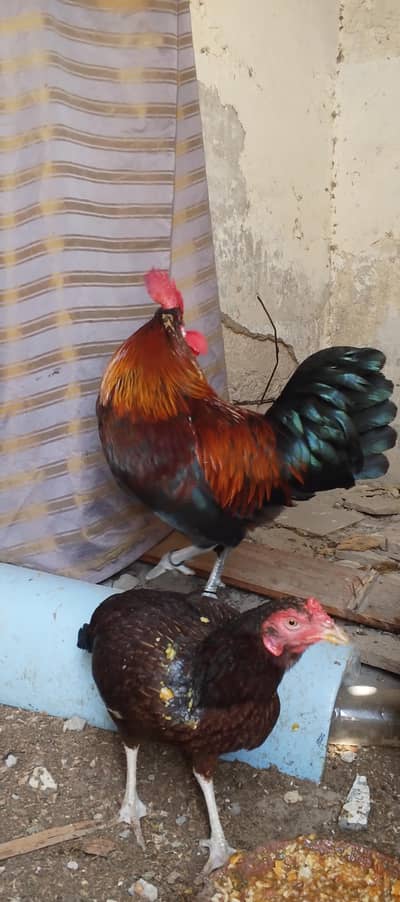 murja or murja urgent sale