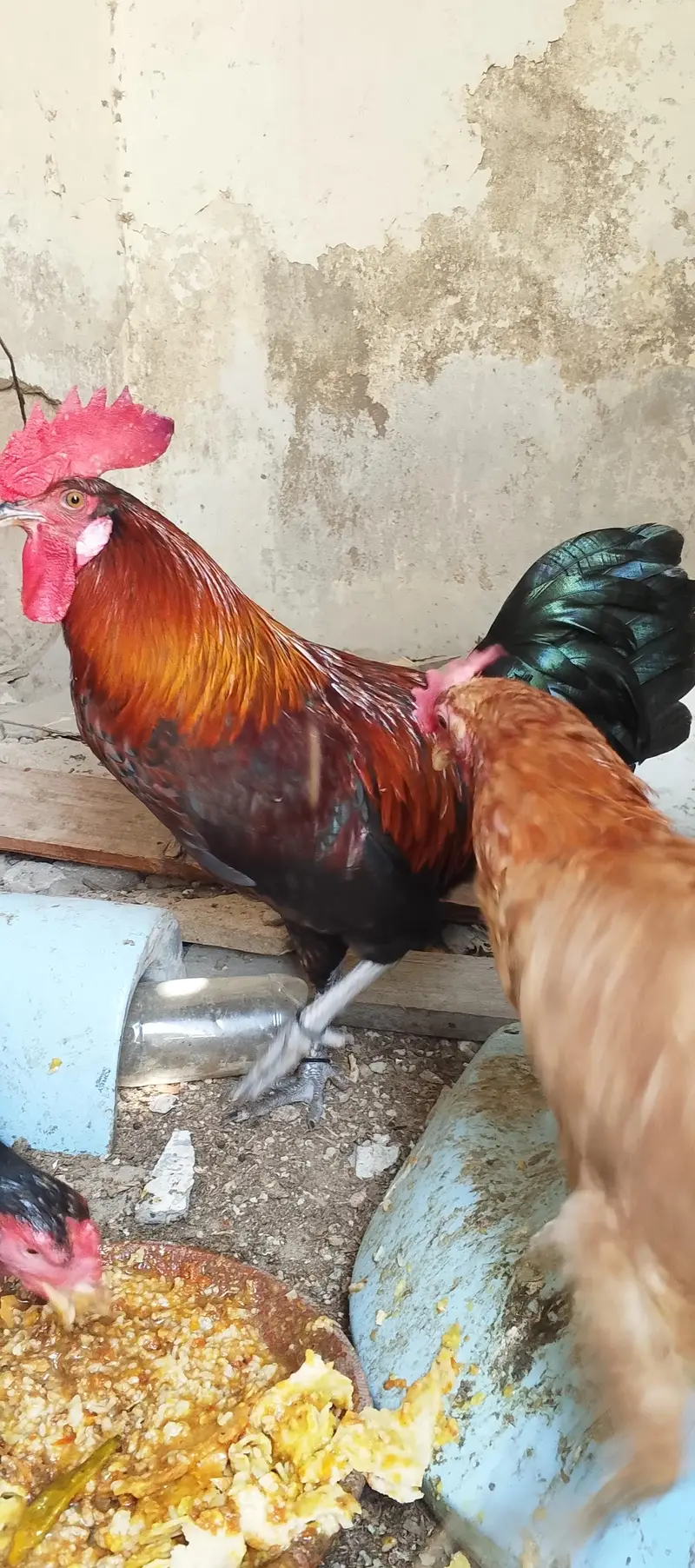 murja or murja urgent sale — photo 5