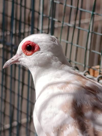 Red pied dove pairs wash quality