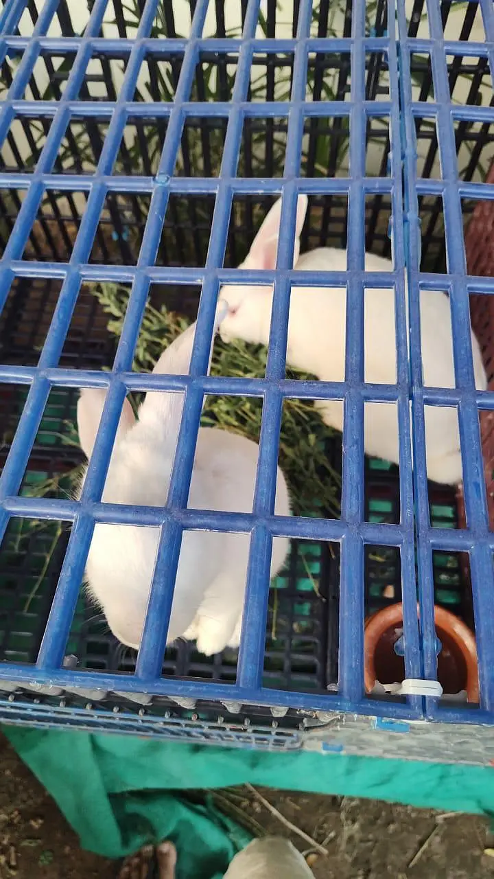 beautifull newziland white rabbit