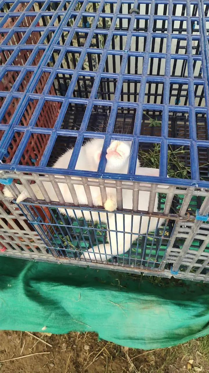 beautifull newziland white rabbit — photo 2