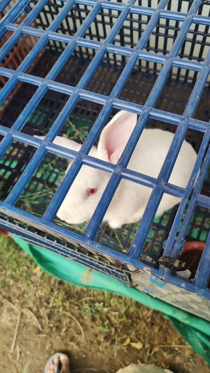 beautifull newziland white rabbit — photo 3