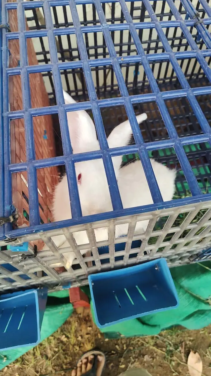 beautifull newziland white rabbit — photo 4
