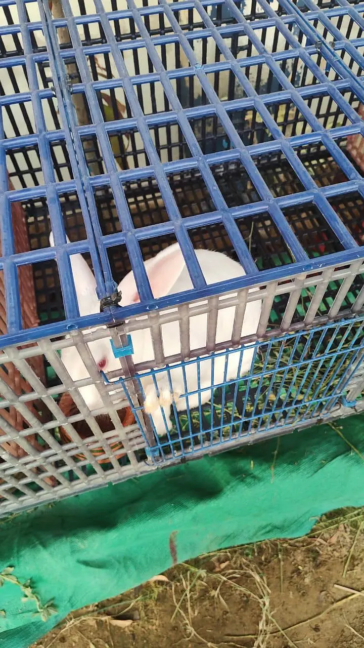 beautifull newziland white rabbit — photo 5
