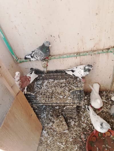 Fancy pigeons