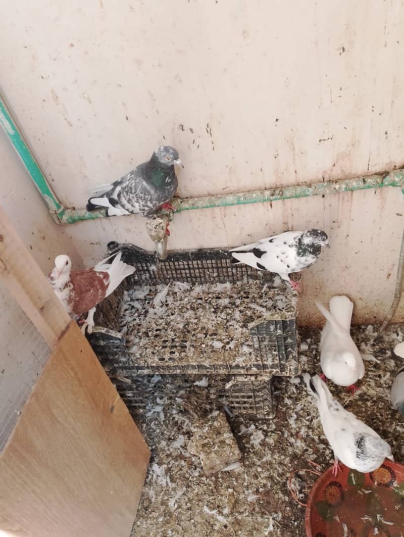 Fancy pigeons 0