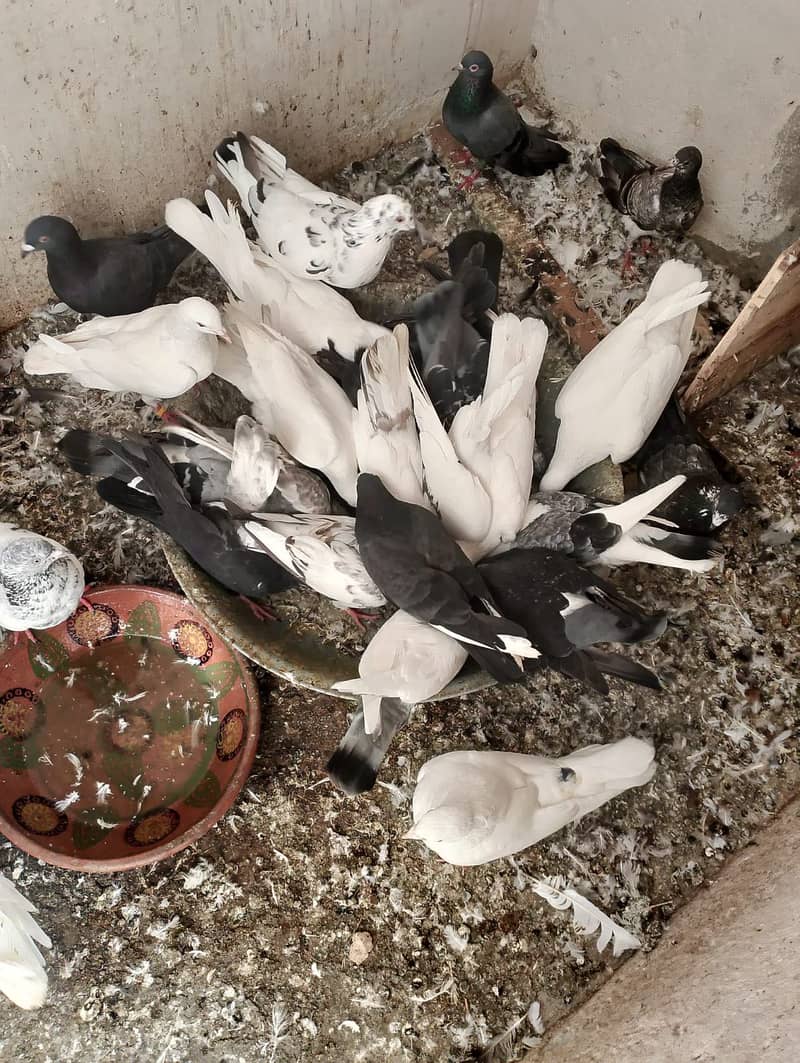 Fancy pigeons 1