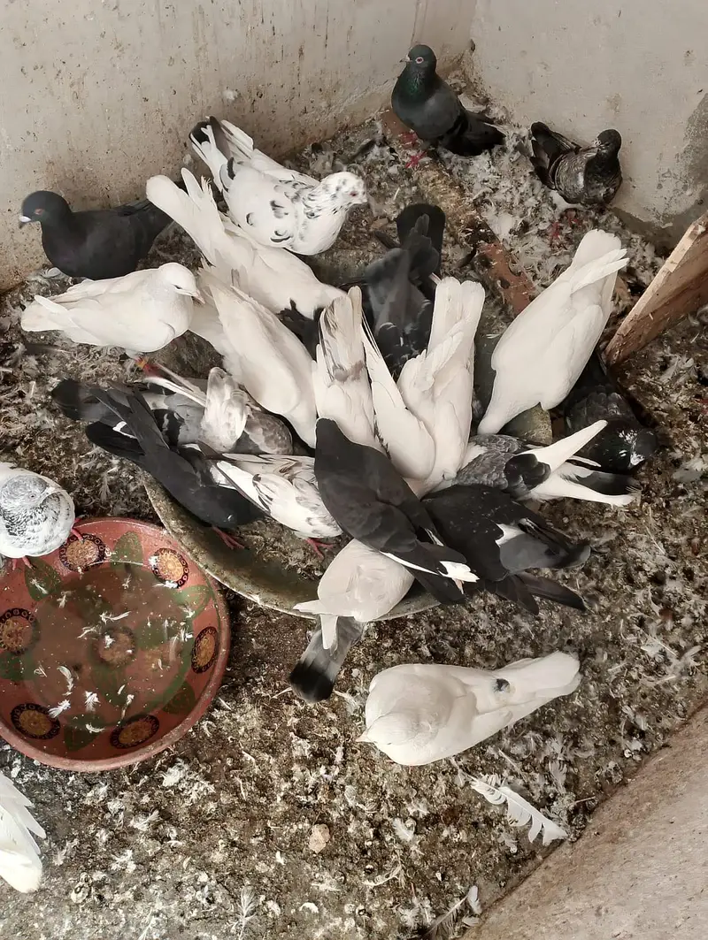 Fancy pigeons — photo 2