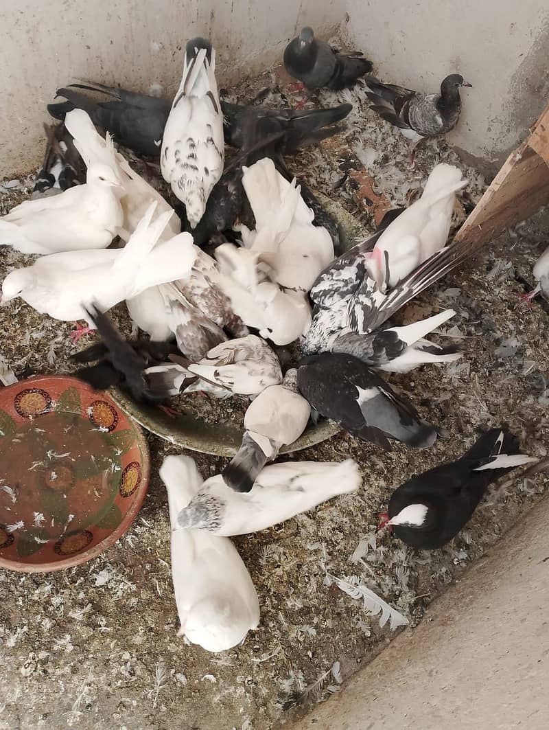 Fancy pigeons 2