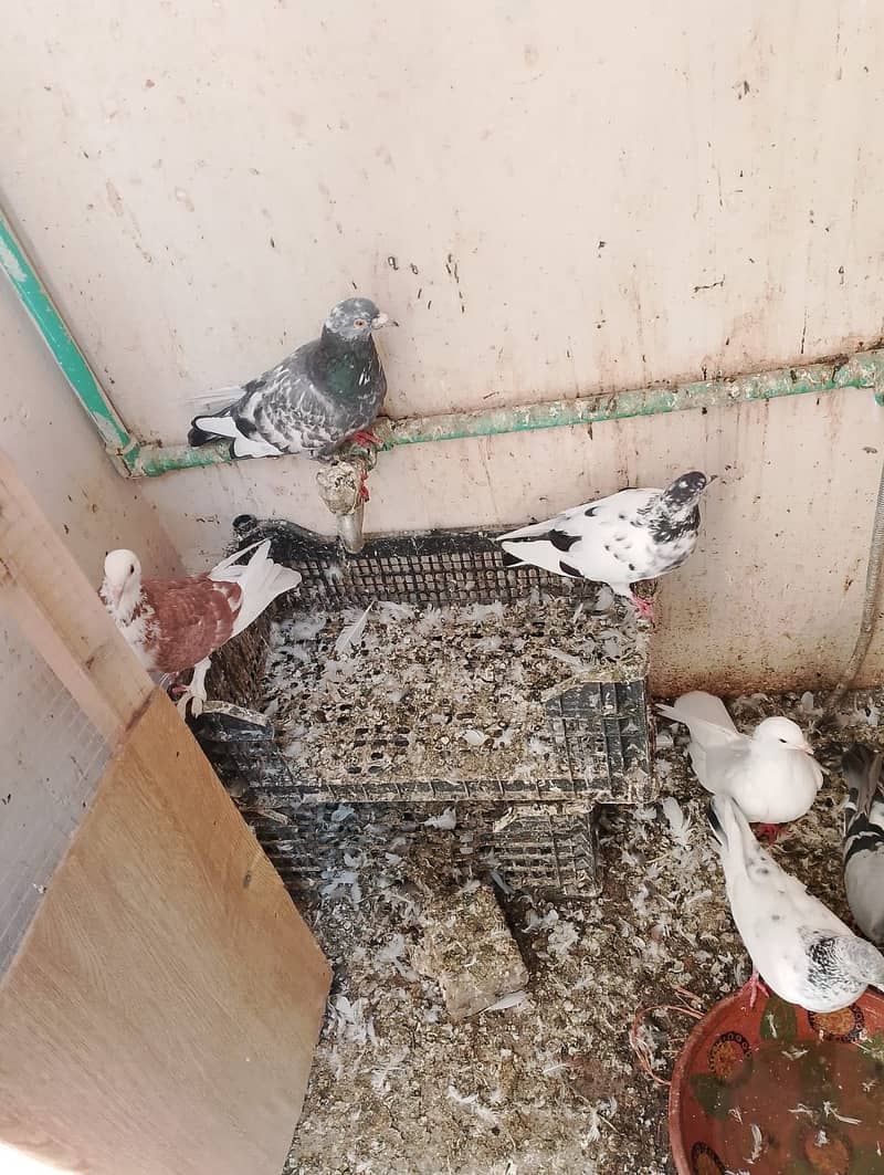 Fancy pigeons 3