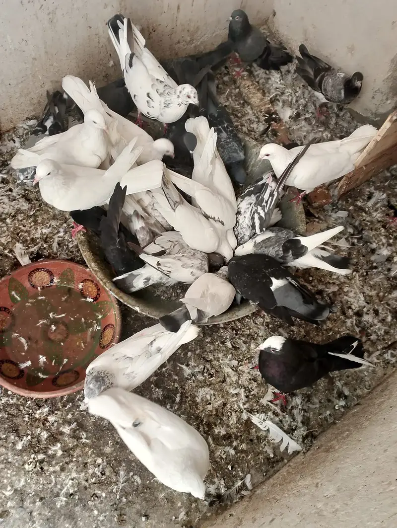 Fancy pigeons — photo 5