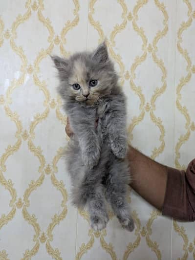 Triple coated percian kittens are available for sale