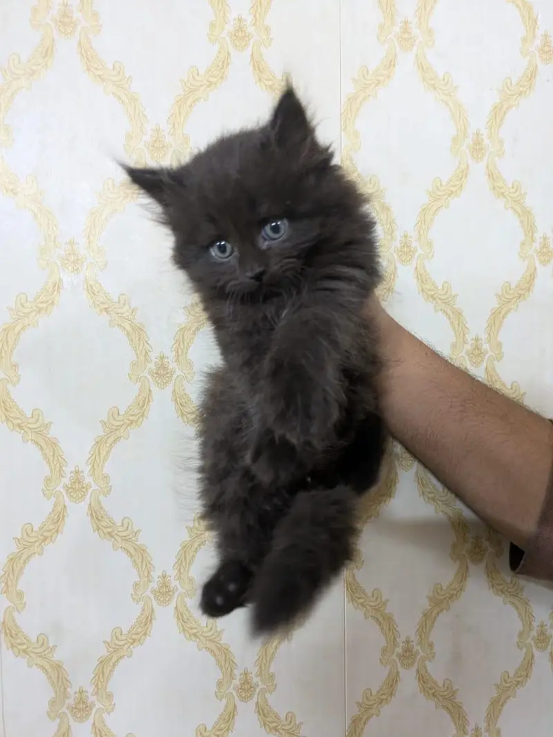 Triple coated percian kittens are available for sale — photo 2