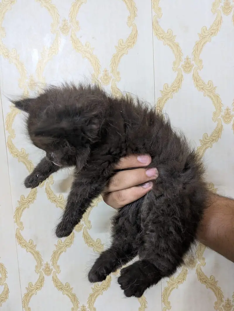 Triple coated percian kittens are available for sale — photo 3