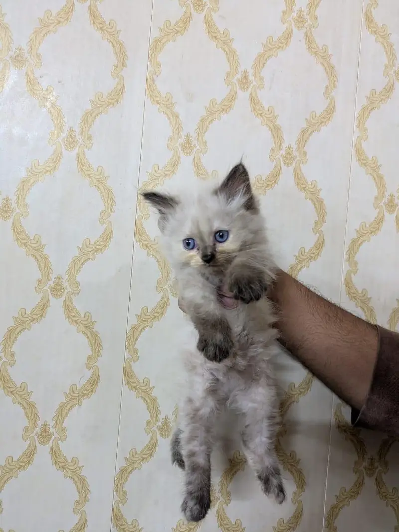 Triple coated percian kittens are available for sale — photo 4