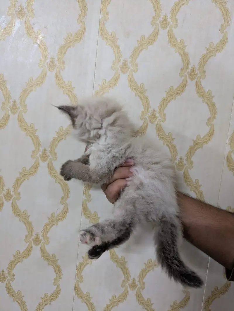 Triple coated percian kittens are available for sale — photo 5