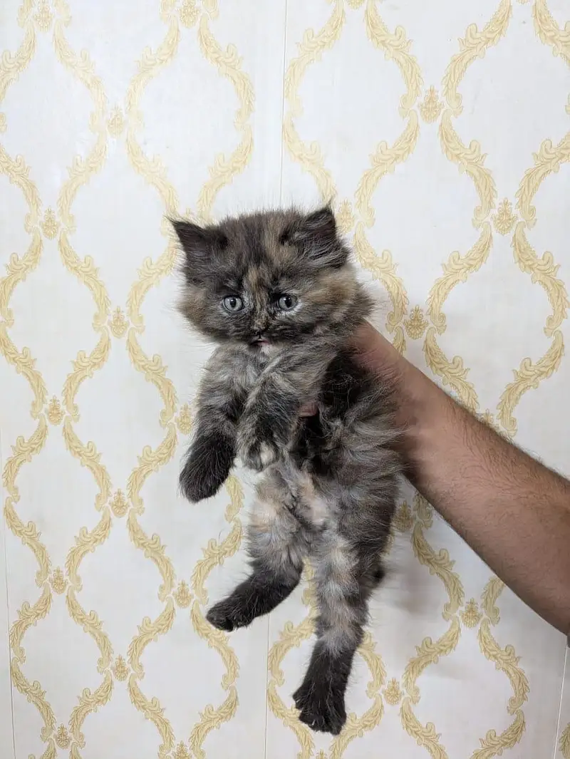 Triple coated percian kittens are available for sale — photo 6