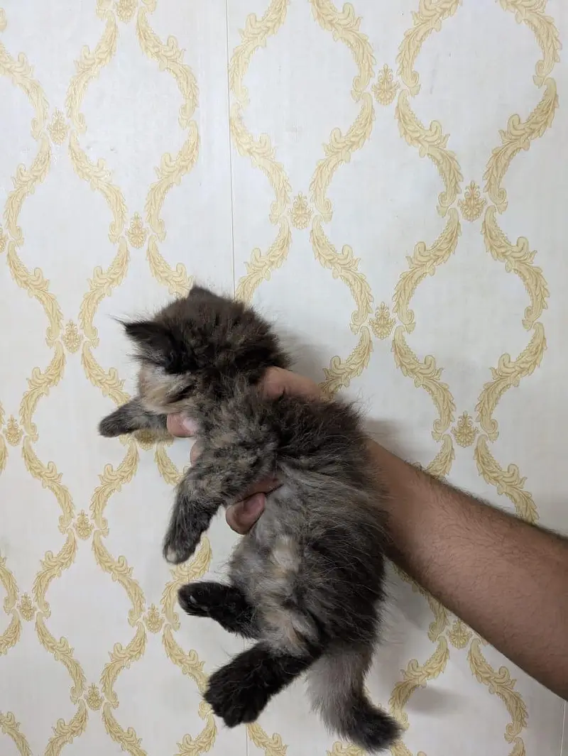 Triple coated percian kittens are available for sale — photo 7