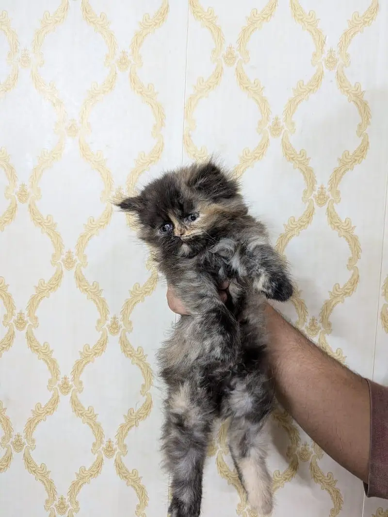 Triple coated percian kittens are available for sale — photo 8