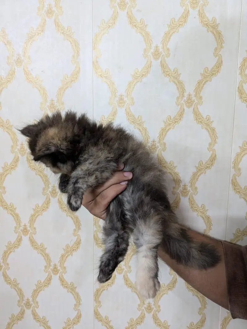 Triple coated percian kittens are available for sale — photo 9