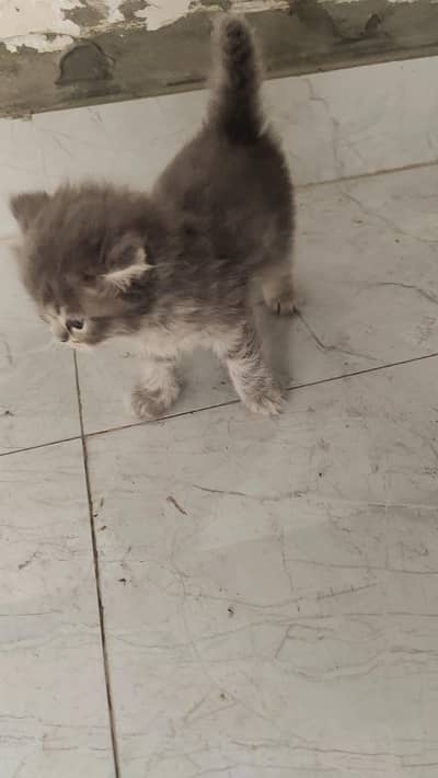 Persian kittens