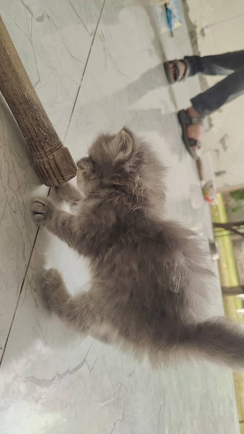 Persian kittens 1