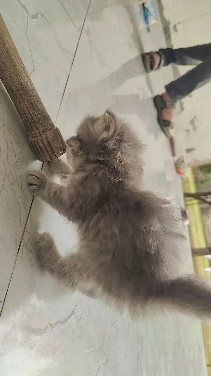 Persian kittens — photo 2