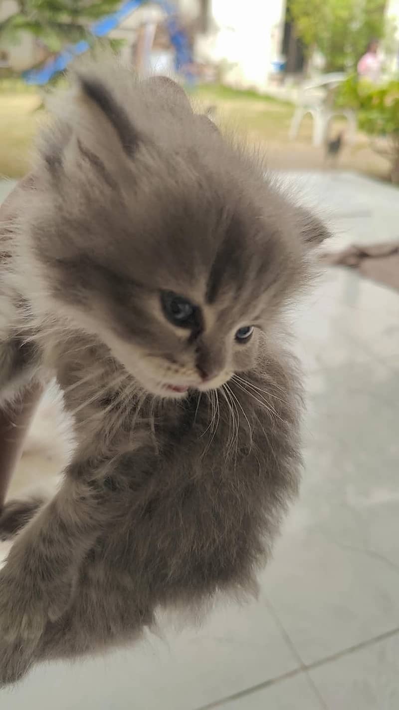 Persian kittens 2