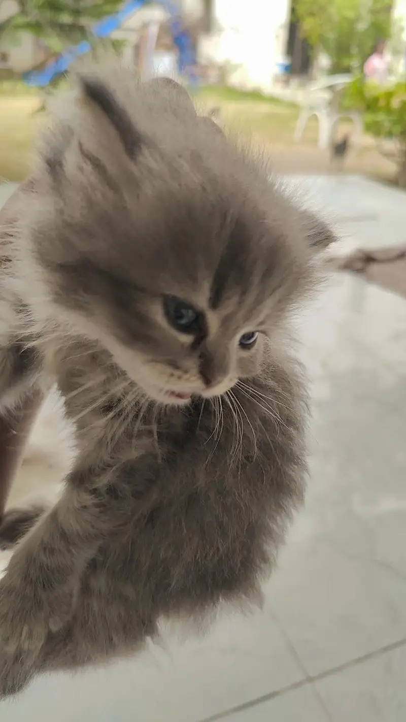 Persian kittens — photo 3