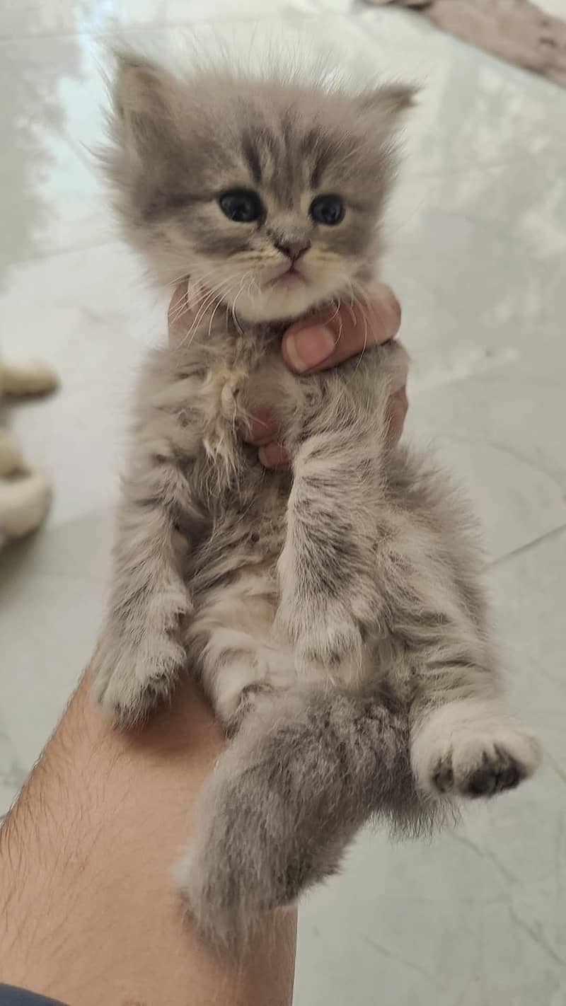 Persian kittens 3