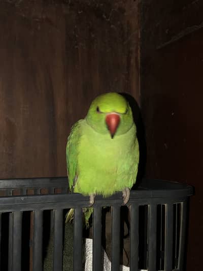 Green Babyy Ringneck Parrot