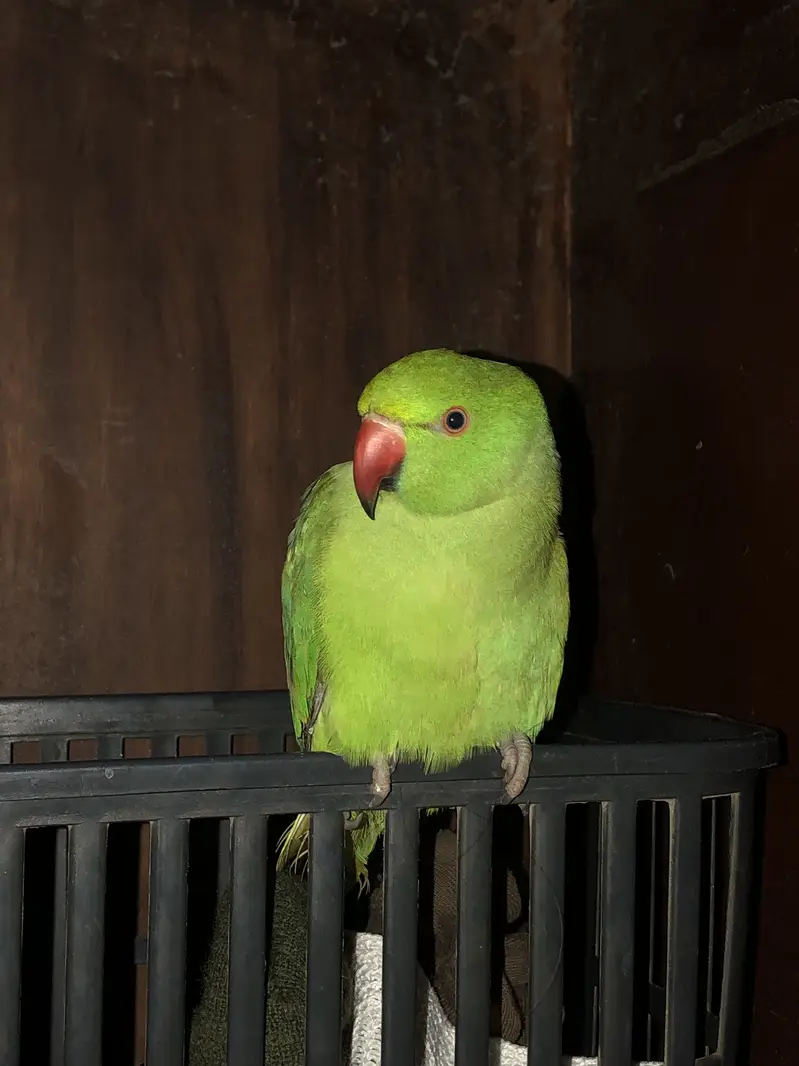 Green Babyy Ringneck Parrot — photo 2