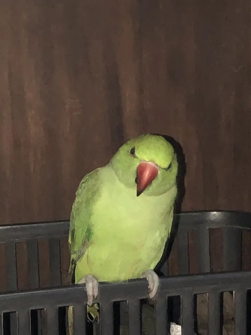 Green Babyy Ringneck Parrot — photo 3