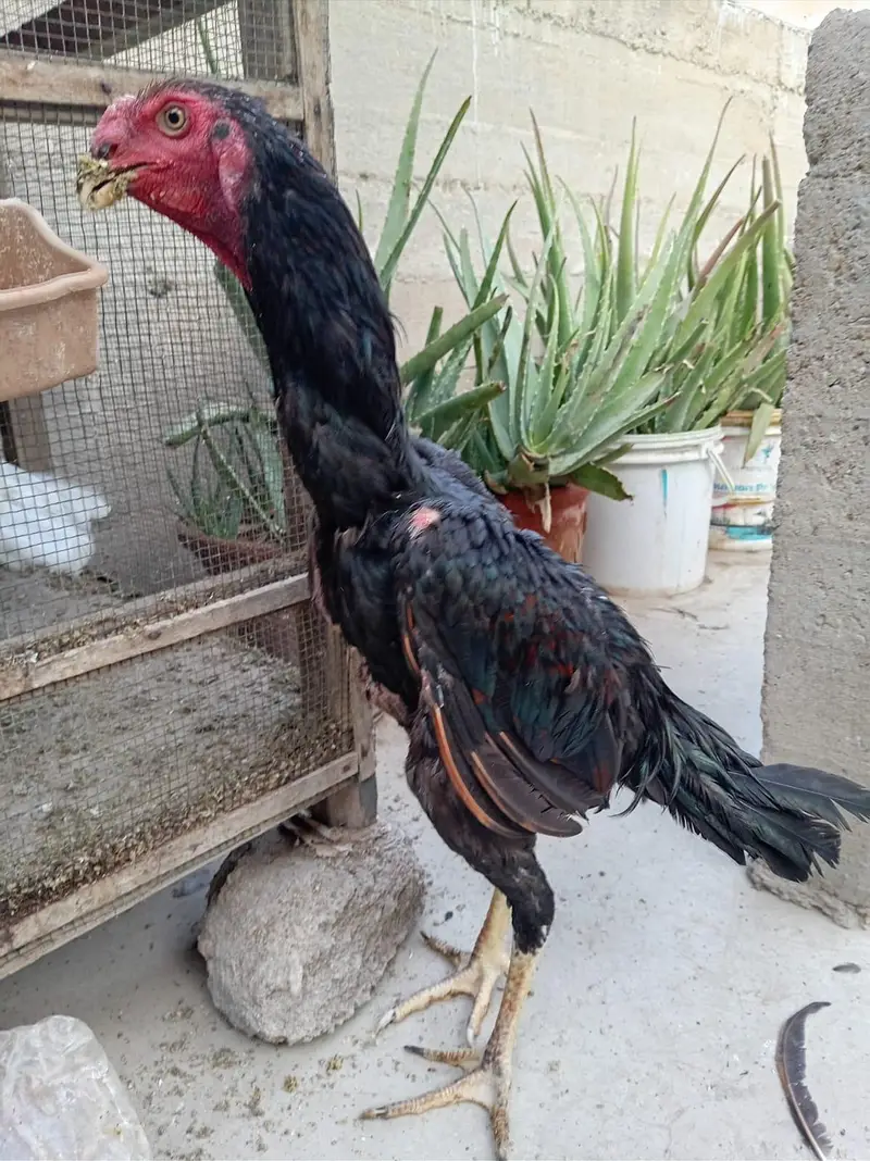 top quality shamo — photo 8