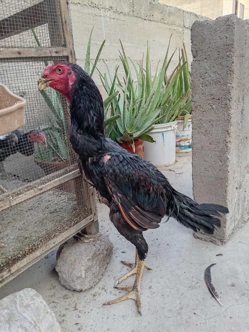 top quality shamo — photo 10