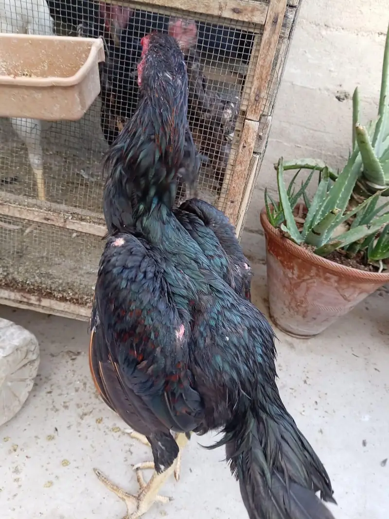 top quality shamo — photo 11