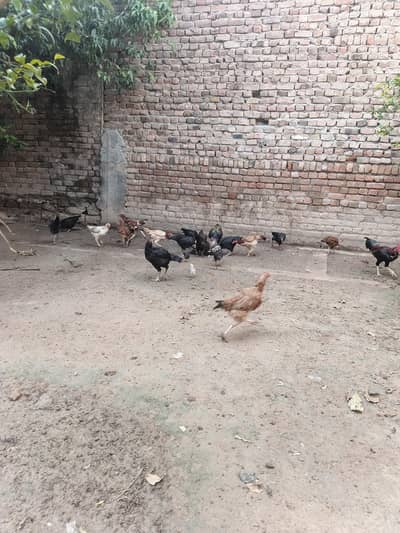 Aseel or pure desi murghi hens for sale
