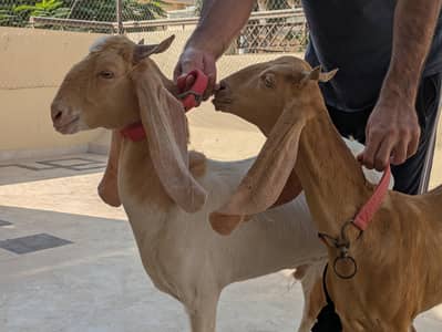 Bakra jori for sale