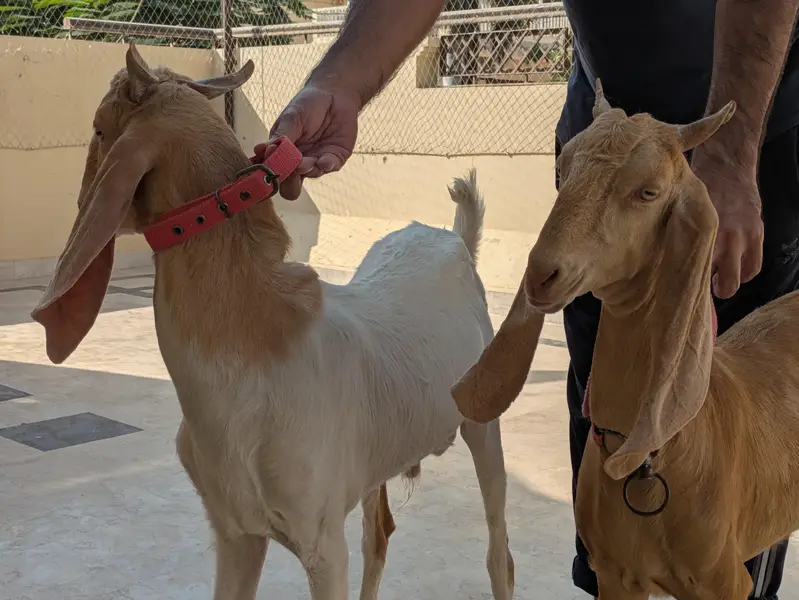 Bakra jori for sale — photo 2