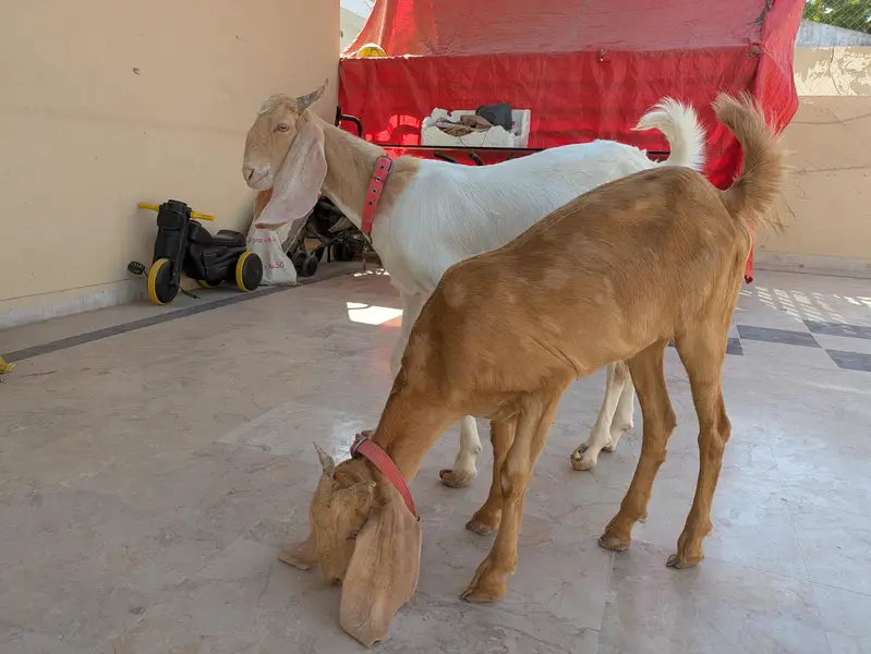 Bakra jori for sale — photo 3