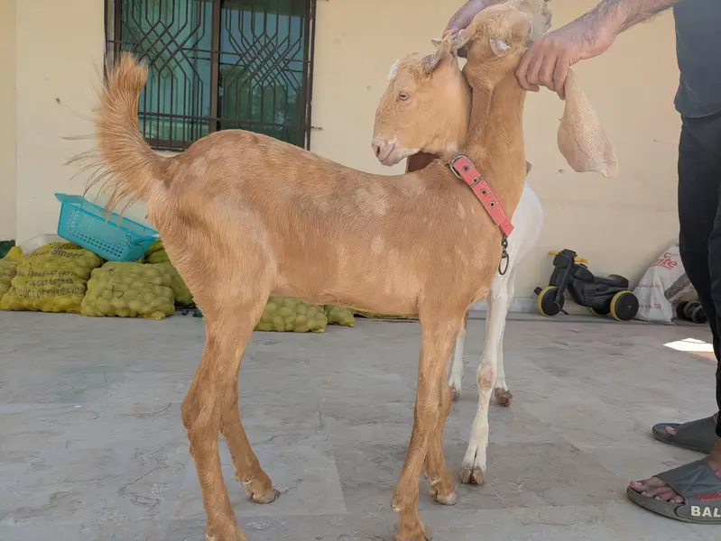 Bakra jori for sale — photo 4