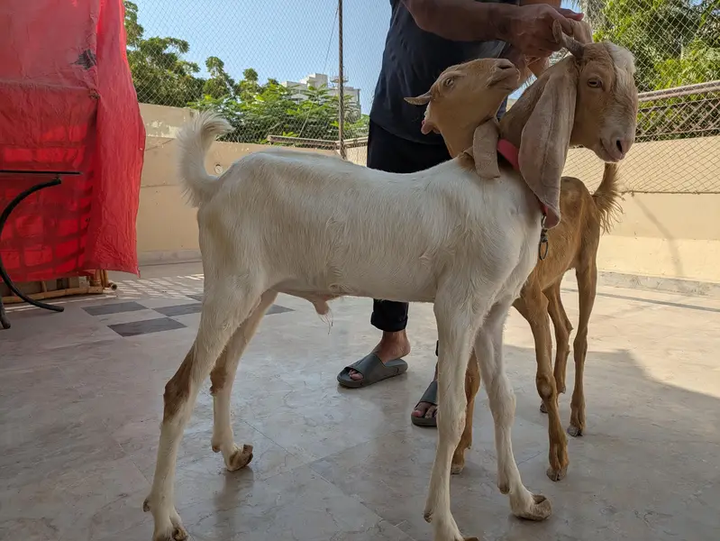 Bakra jori for sale — photo 5